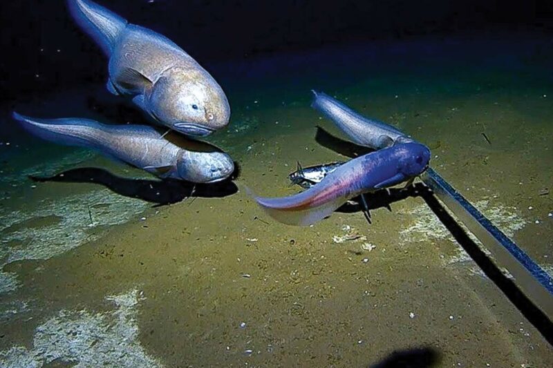 World’s Deepest Fish Recorded 