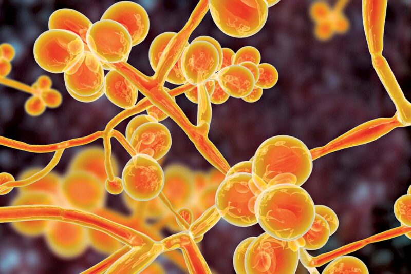 Spread of Dangerous Fungus RobinAge