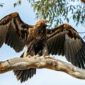 Fossil of Huge Eagle Unearthed -Environmental News for Kids