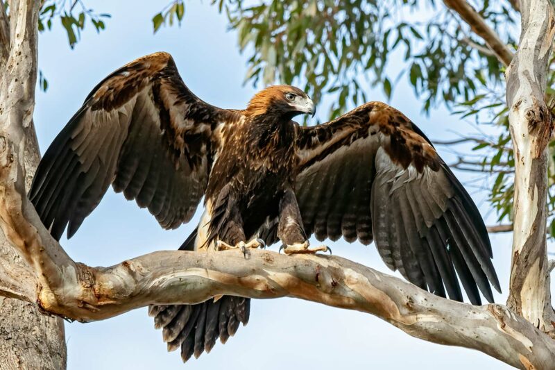 Fossil of Huge Eagle Unearthed 