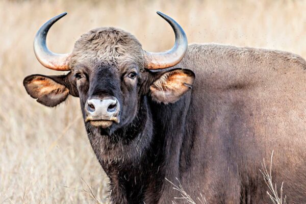 State Animal: Gaur
