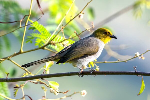 State Bird: Yellow-throated bulbul