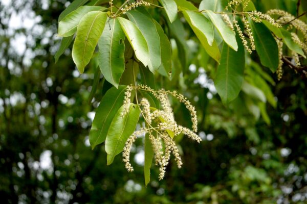 State Tree: Terminalia elliptica or matti tree