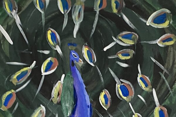 Peacock