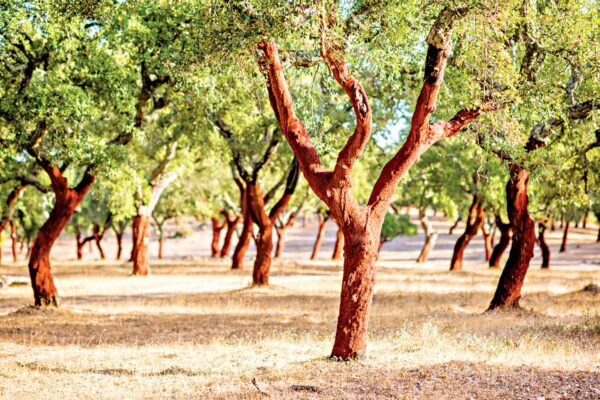 National Tree: Cork oak