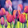 1 Lakh Visitors at Kashmir Tulip Garden - News for Kids