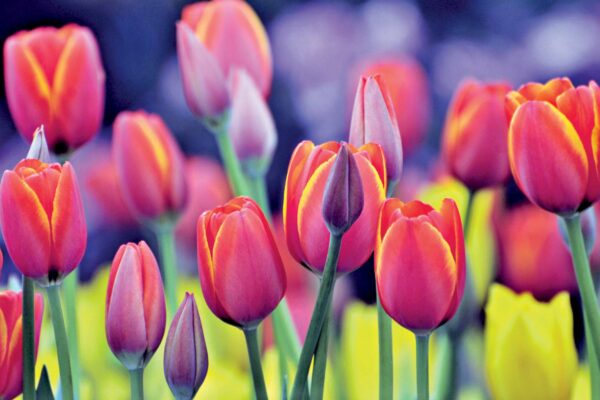 1 Lakh Visitors at Kashmir Tulip Garden  