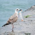 Scientists at the Natural History Museum in London, UK, have discovered a new disease named plasticosis in seabirds, which is caused by the ingestion of plastic waste. - Environmental News for Kids