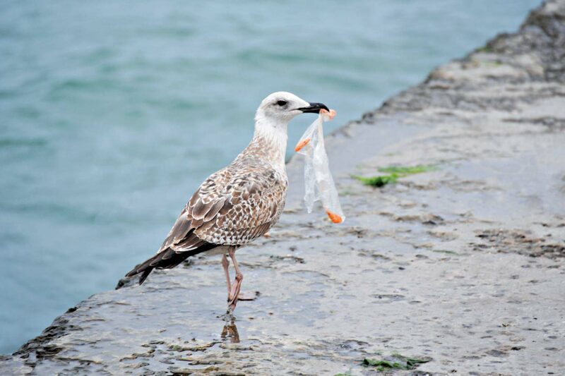 Plastic Pollution Affecting Birds
