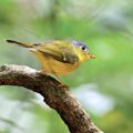Bird Rediscovered - Environmental News for Kids