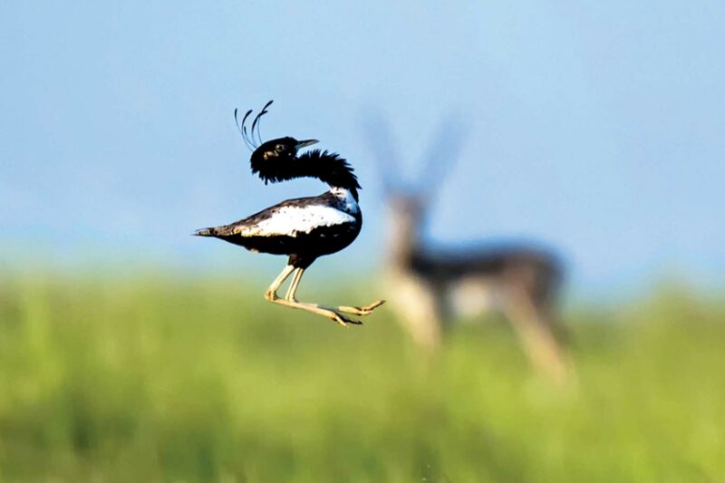 Feathered Friends: 5 Freaky Flying Species 