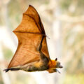 Evolution of Flying Mammals  - News for Kids