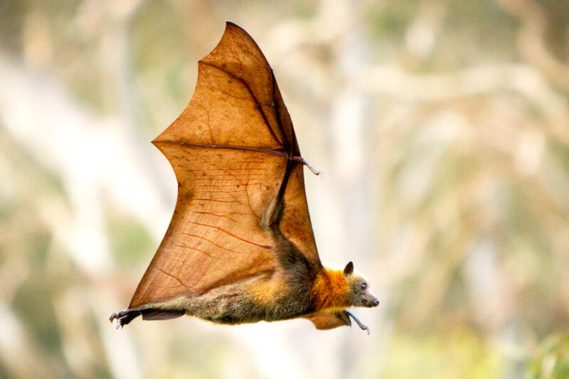 Evolution of Flying Mammals 