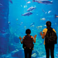 Hyderabad’s Underwater Tunnel Aquarium 