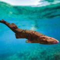 New Demon Catshark Species Discovered - Environmental News for Kids