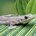 New Flying Gecko Species - News for Kids