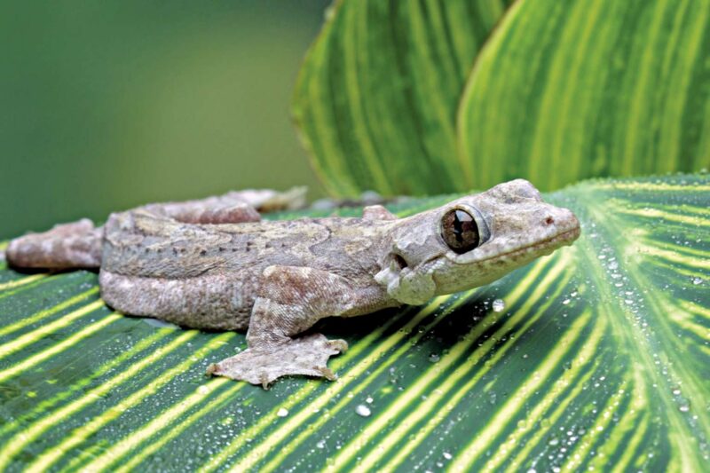 New Flying Gecko Species Found in Mizoram