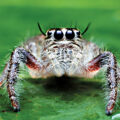 New Jumping Spider Species Discovered - News for Kids