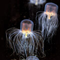 New Jellyfish Species Found - Environment News for Kids