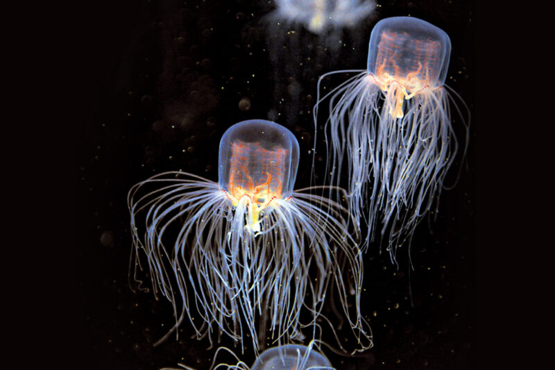 New Jellyfish Species Found