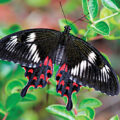 Fantastic Flutterbies: 5 Unusual Butterfly Species