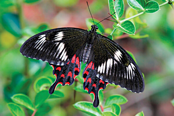 Fantastic Flutterbies: 5 Unusual Butterfly Species