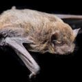 Hyderabad Scientists Discover New Bat Species