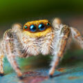 New Spider Species Discovered - News for Kids
