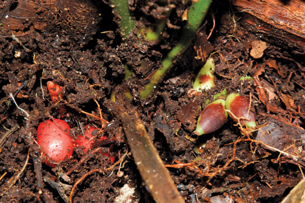 Rare Palm Species Found in Borneo  