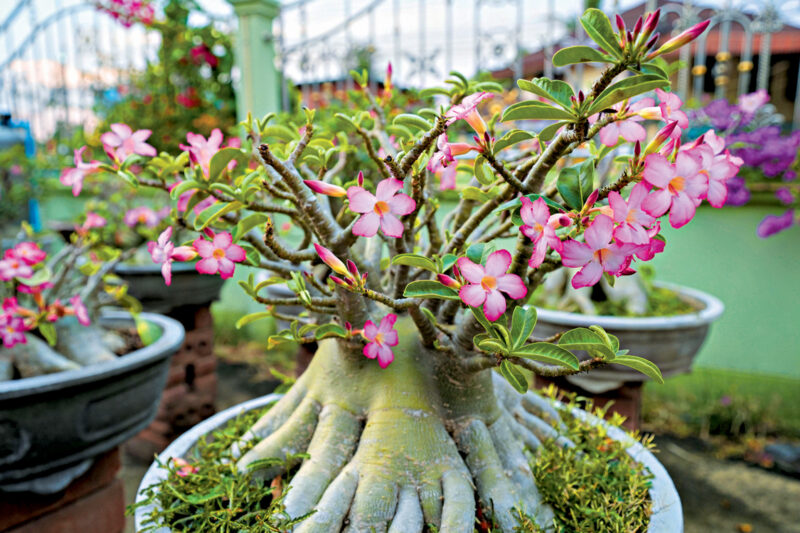 Bonsai World Opens in Chandigarh