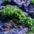 New Species of Sea Lettuce Discovered