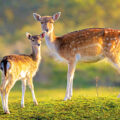 Delhi’s Deer Park Closes - News for Kids