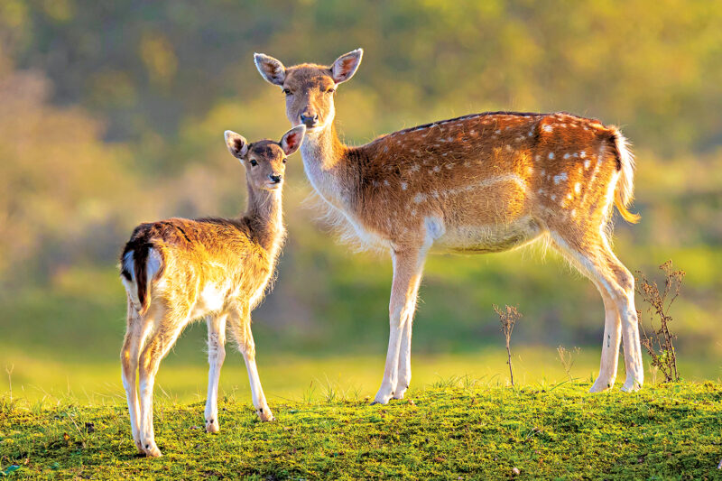 Delhi’s Deer Park Closes 