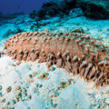 5,000 New Marine Species Discovered - Environmental News for Kids