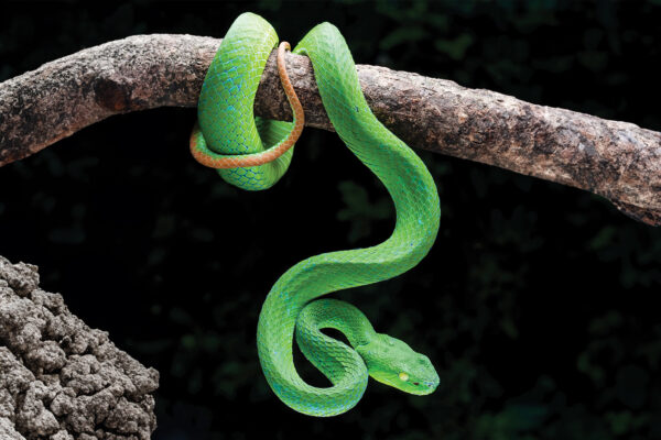 Bamboo Pit Viper