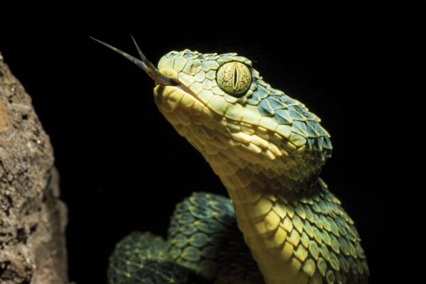 Bush Viper