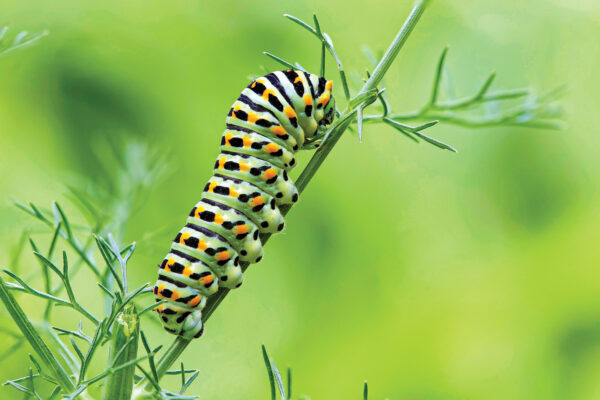 Caterpillar
