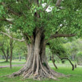 Beautification of Heritage Trees- News for Kids
