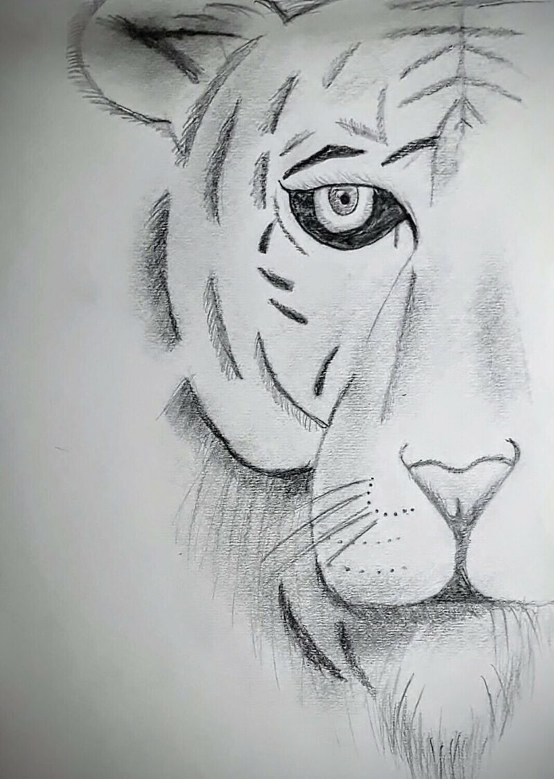 Save Tiger!