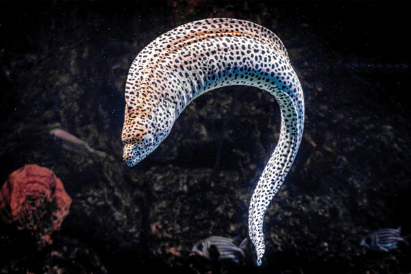 White Moray Eel