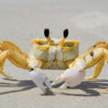 Crabs: 5 Awesome Sidewalk Specialists 