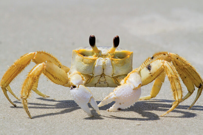 Crabs 5 Awesome Sidewalk Specialists RobinAge