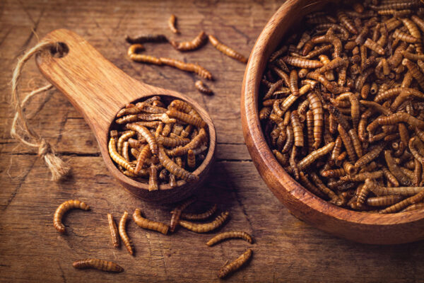 Insect Protein Enhances Health 
