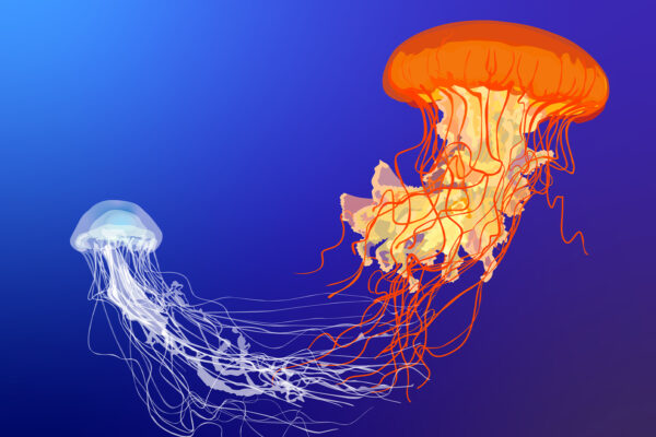 Moon Jellyfish