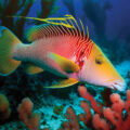 Hogfishes’ Unique Camouflaging Ability - Environmental News for Kids
