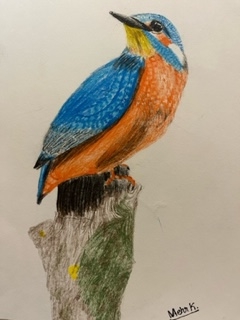 The Kingfisher