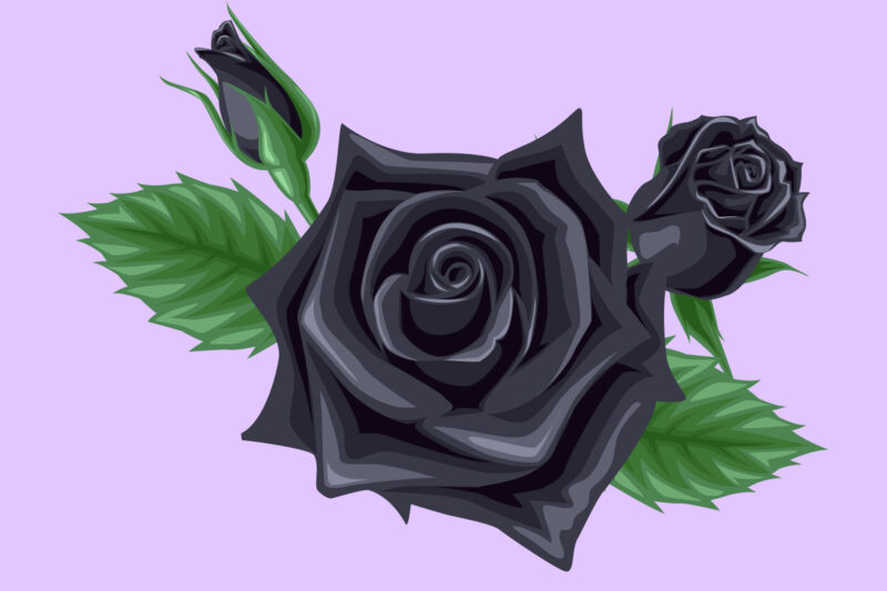 The Black Rose