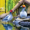 Hyderabad’s Walkthrough Aviary - News for Kids