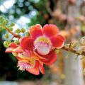 Design in Nature: 7 Amazing Flowers