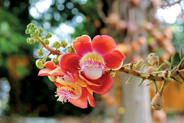 Design in Nature: 7 Amazing Flowers